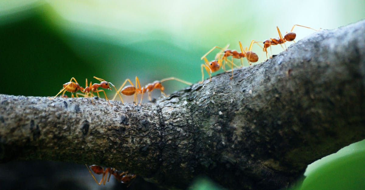 découvrez le comportement humain à travers des études et des analyses approfondies. explorez les facteurs qui influencent nos actions au quotidien et comment la psychologie, la culture et l'environnement façonnent nos interactions.