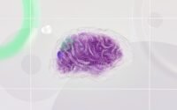 découvrez le fascinant monde de la neuroscience, une discipline qui explore le fonctionnement du cerveau et du système nerveux, révélant les secrets de notre comportement, de nos émotions et de nos pensées. plongez dans les avancées récentes, les recherches innovantes et leur impact sur notre compréhension de la santé mentale et cognitive.