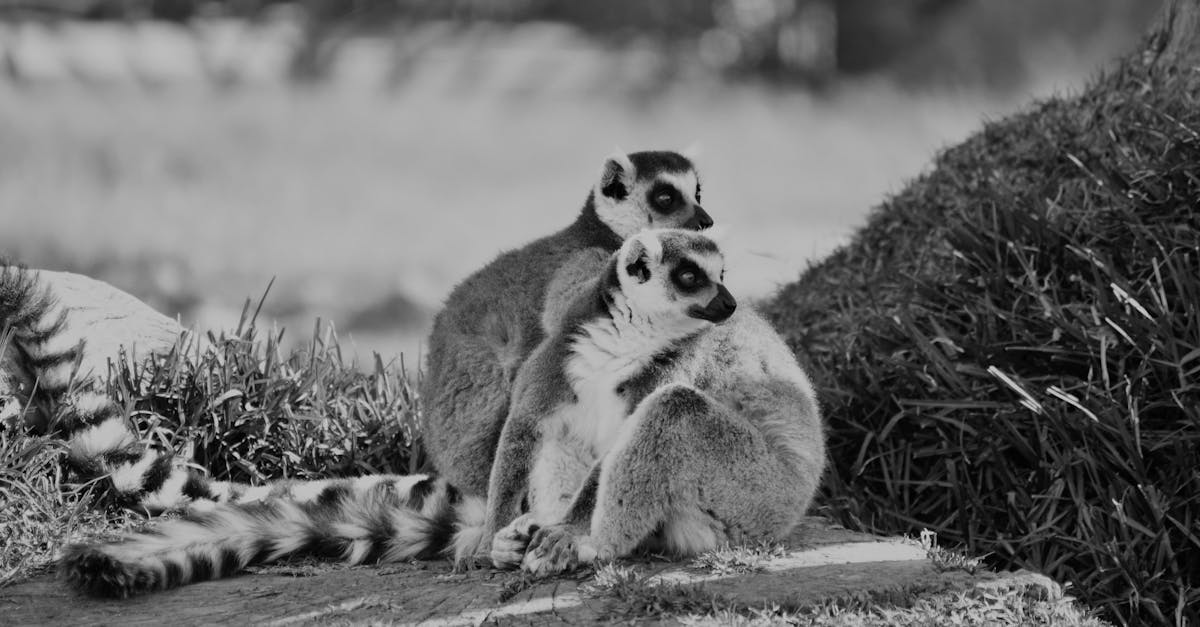 découvrez le monde fascinant des comportements humains et animaux. analysez les influences psychologiques, sociologiques et biologiques qui façonnent nos actions quotidiennes. explorez des études de cas, des théories et des conseils pratiques pour mieux comprendre et interagir avec votre environnement.