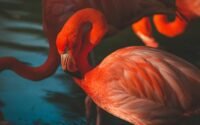 découvrez les secrets de la séduction : conseils, techniques et astuces pour attirer et charmer naturellement, que ce soit en amour ou dans la vie quotidienne.