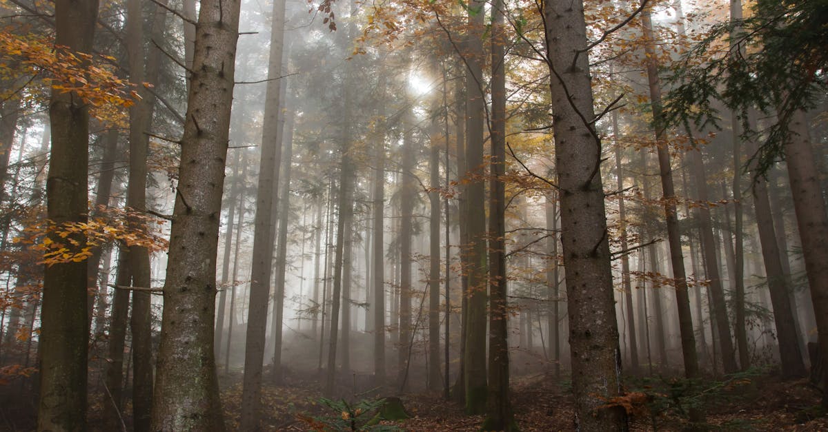 découvrez la signification et les bienfaits du silence, ainsi que ses effets positifs sur le bien-être, la santé mentale et la concentration dans notre quotidien.