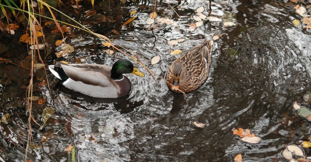 découvrez le charme irrésistible d'une femme captivante et pleine de charme. laissez-vous séduire par sa personnalité unique et son élégance naturelle.
