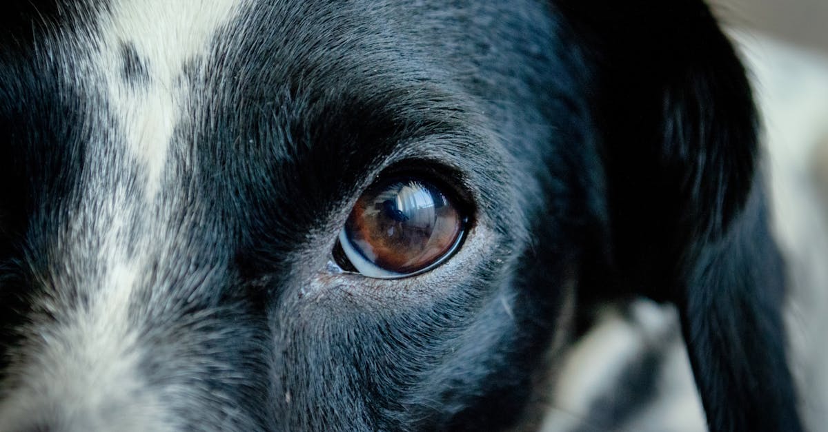 découvrez l'émotion intense et magique du coup de foudre avec 'love at first sight', une histoire passionnante qui célèbre les débuts d'un amour intemporel.