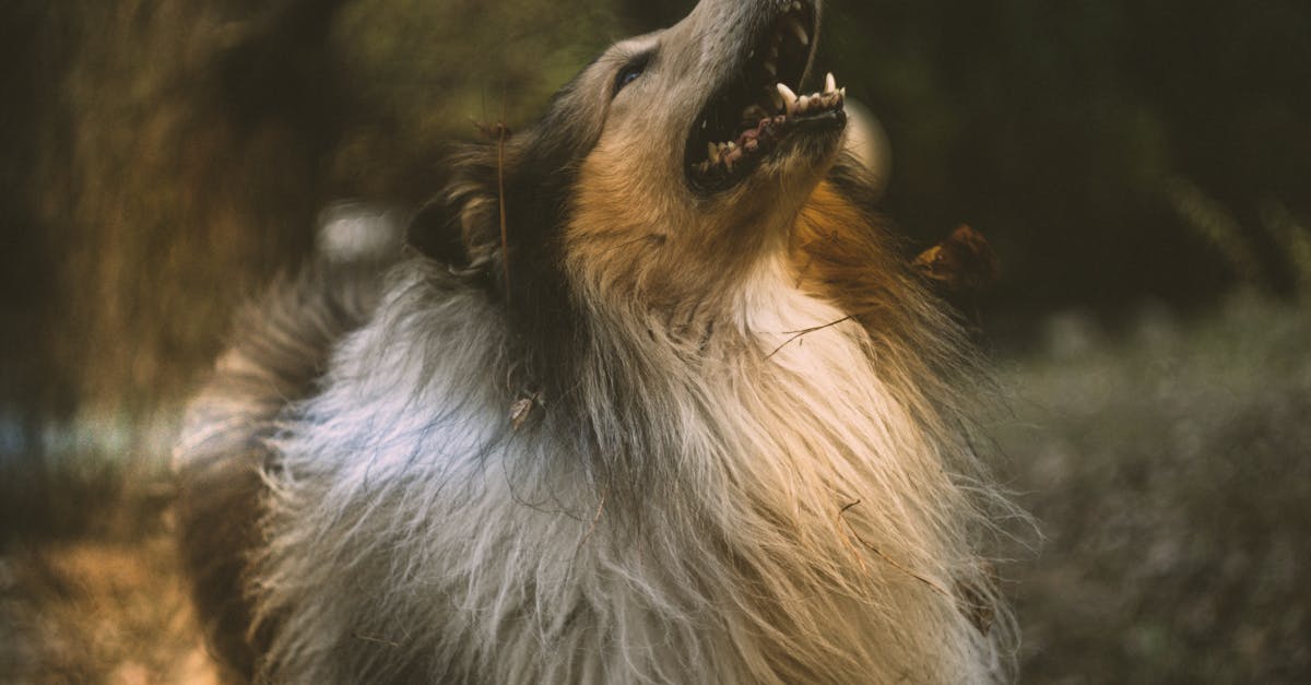 découvrez 'love obsession', une histoire passionnante où l'amour intense et la fascination se mêlent pour captiver votre cœur.